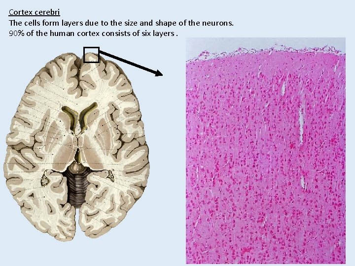 Cortex cerebri The cells form layers due to the size and shape of the Cortex cerebri The cells form layers due to the size and shape of the