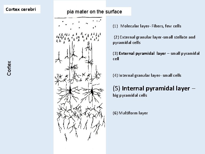 Cortex cerebri pia mater on the surface (1) Molecular layer- Fibers, few cells Cortex Cortex cerebri pia mater on the surface (1) Molecular layer- Fibers, few cells Cortex