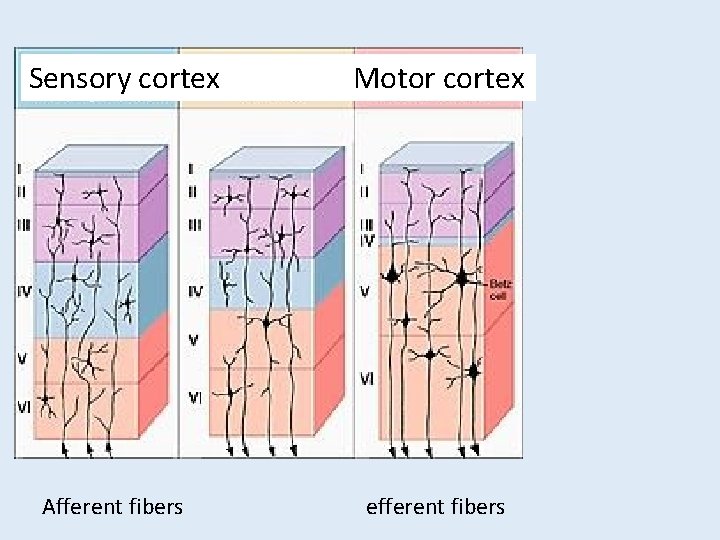 Sensory cortex Afferent fibers Motor cortex efferent fibers Sensory cortex Afferent fibers Motor cortex efferent fibers