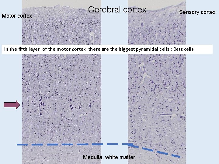 Motor cortex Cerebral cortex Sensory cortex In the fifth layer of the motor cortex Motor cortex Cerebral cortex Sensory cortex In the fifth layer of the motor cortex