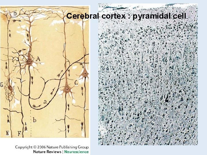 Cerebral cortex : pyramidal cell Cerebral cortex : pyramidal cell