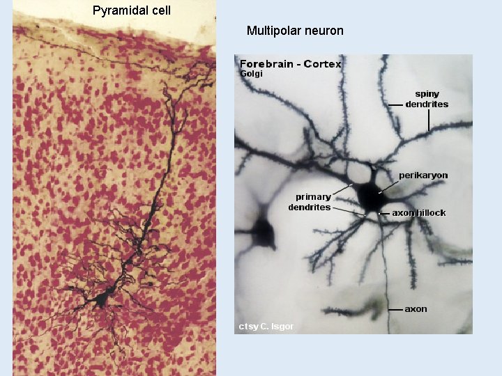 Pyramidal cell Multipolar neuron Pyramidal cell Multipolar neuron