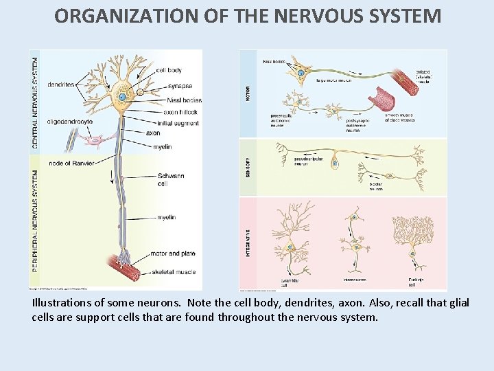 ORGANIZATION OF THE NERVOUS SYSTEM Illustrations of some neurons. Note the cell body, dendrites, ORGANIZATION OF THE NERVOUS SYSTEM Illustrations of some neurons. Note the cell body, dendrites,