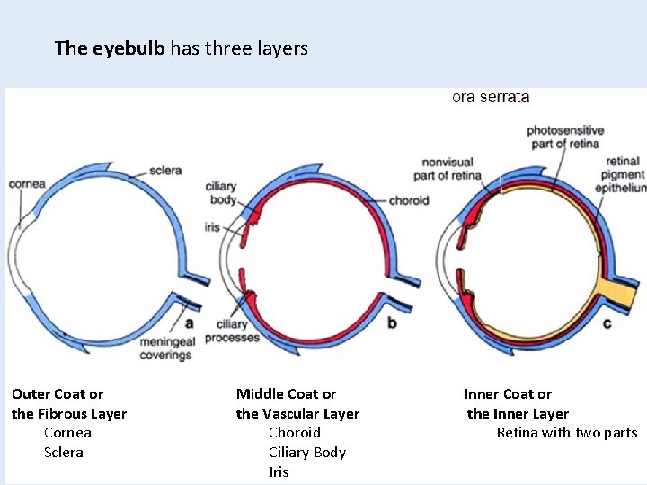 The eyebulb has three layers Outer Coat or the Fibrous Layer Cornea Sclera Middle The eyebulb has three layers Outer Coat or the Fibrous Layer Cornea Sclera Middle