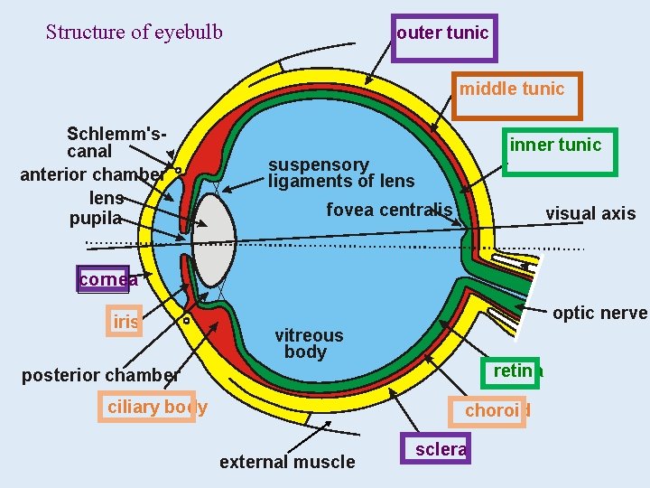 Structure of eyebulb outer tunic middle tunic Schlemm'scanal anterior chamber lens pupila inner tunic Structure of eyebulb outer tunic middle tunic Schlemm'scanal anterior chamber lens pupila inner tunic