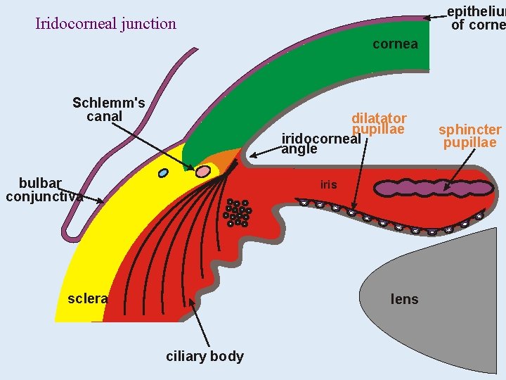 epithelium of corne Iridocorneal junction cornea Schlemm's canal dilatator pupillae iridocorneal angle bulbar conjunctiva epithelium of corne Iridocorneal junction cornea Schlemm's canal dilatator pupillae iridocorneal angle bulbar conjunctiva
