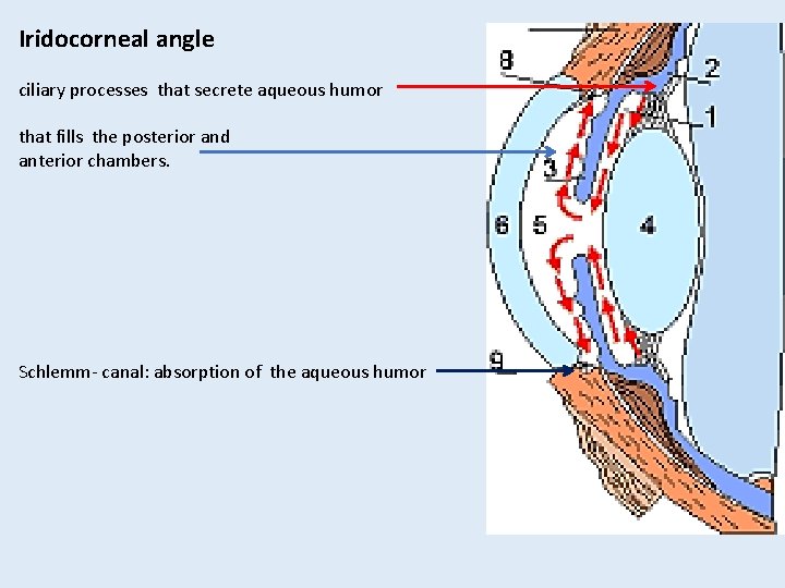 Iridocorneal angle ciliary processes that secrete aqueous humor that fills the posterior and anterior Iridocorneal angle ciliary processes that secrete aqueous humor that fills the posterior and anterior