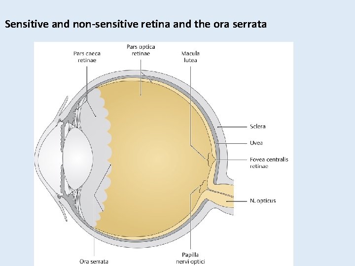 Sensitive and non-sensitive retina and the ora serrata Sensitive and non-sensitive retina and the ora serrata