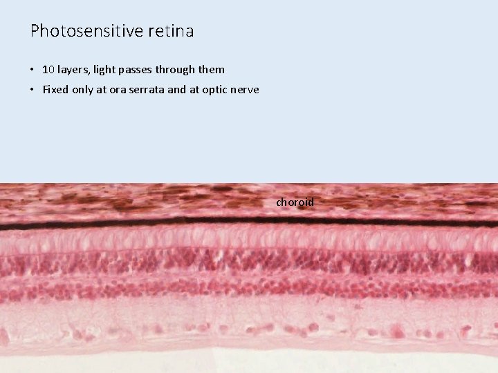 Photosensitive retina • 10 layers, light passes through them • Fixed only at ora Photosensitive retina • 10 layers, light passes through them • Fixed only at ora