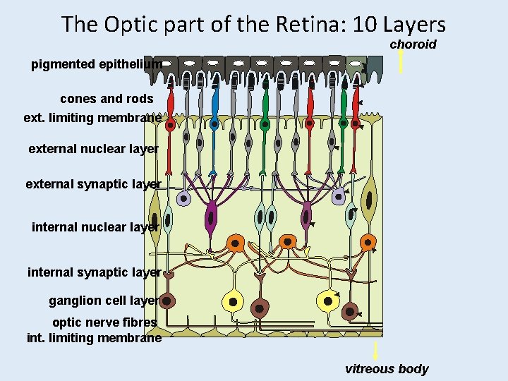 The Optic part of the Retina: 10 Layers choroid pigmented epithelium cones and rods The Optic part of the Retina: 10 Layers choroid pigmented epithelium cones and rods