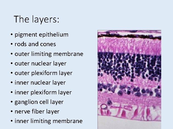 The layers: • pigment epithelium • rods and cones • outer limiting membrane • The layers: • pigment epithelium • rods and cones • outer limiting membrane •