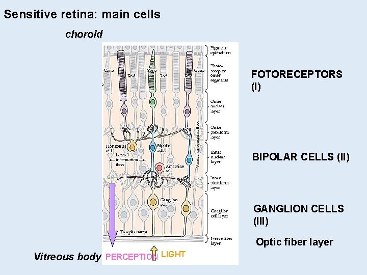 Sensitive retina: main cells choroid FOTORECEPTORS (I) BIPOLAR CELLS (II) GANGLION CELLS (III) Optic Sensitive retina: main cells choroid FOTORECEPTORS (I) BIPOLAR CELLS (II) GANGLION CELLS (III) Optic