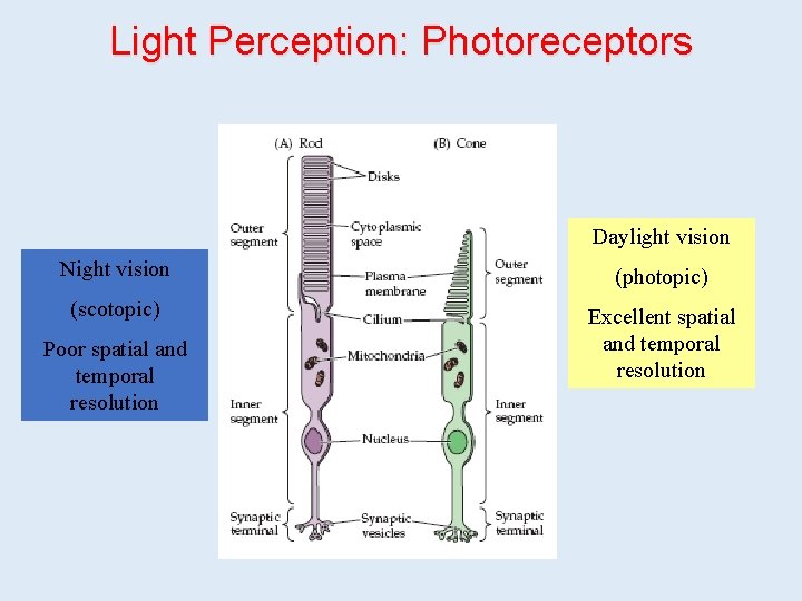 Light Perception: Photoreceptors Daylight vision Night vision (photopic) (scotopic) Excellent spatial and temporal resolution Light Perception: Photoreceptors Daylight vision Night vision (photopic) (scotopic) Excellent spatial and temporal resolution