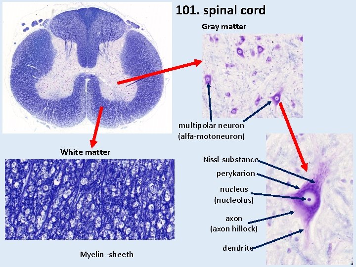 101. spinal cord Gray matter multipolar neuron (alfa-motoneuron) White matter Nissl-substance perykarion nucleus (nucleolus) 101. spinal cord Gray matter multipolar neuron (alfa-motoneuron) White matter Nissl-substance perykarion nucleus (nucleolus)