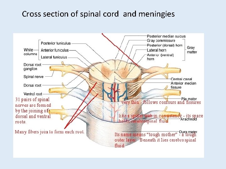 Cross section of spinal cord and meningies Cross section of spinal cord and meningies