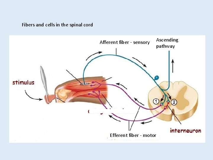 Fibers and cells in the spinal cord Afferent fiber - sensory Ascending pathway Efferent Fibers and cells in the spinal cord Afferent fiber - sensory Ascending pathway Efferent