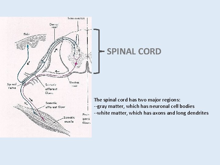 SPINAL CORD The spinal cord has two major regions: --gray matter, which has neuronal SPINAL CORD The spinal cord has two major regions: --gray matter, which has neuronal