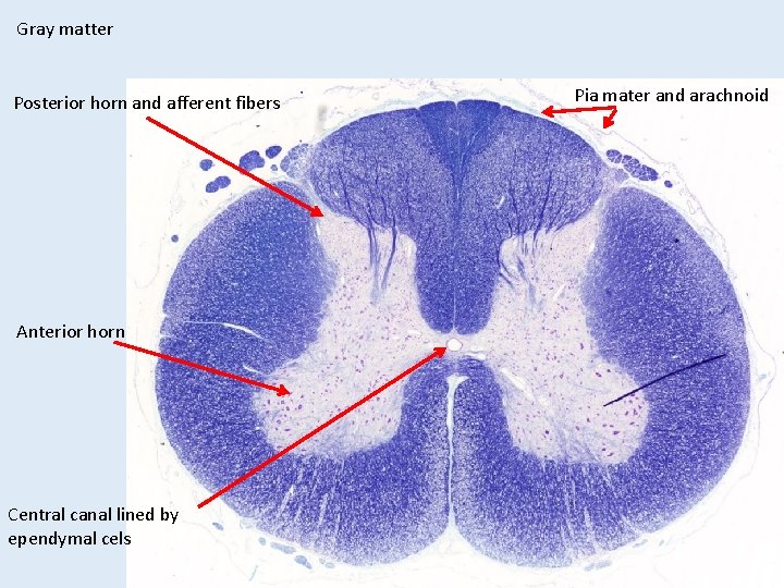 Gray matter Posterior horn and afferent fibers Anterior horn Central canal lined by ependymal Gray matter Posterior horn and afferent fibers Anterior horn Central canal lined by ependymal