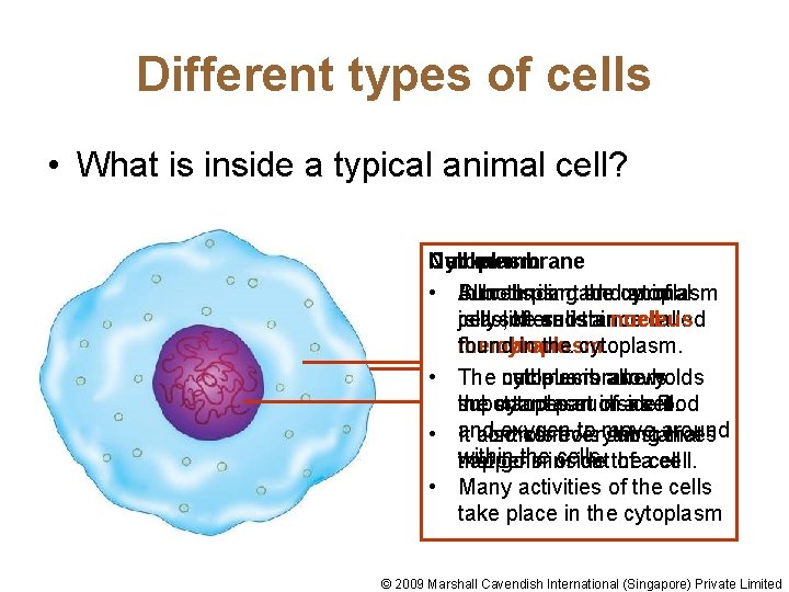 Different types of cells • What is inside a typical animal cell? Nucleus Cytoplasm