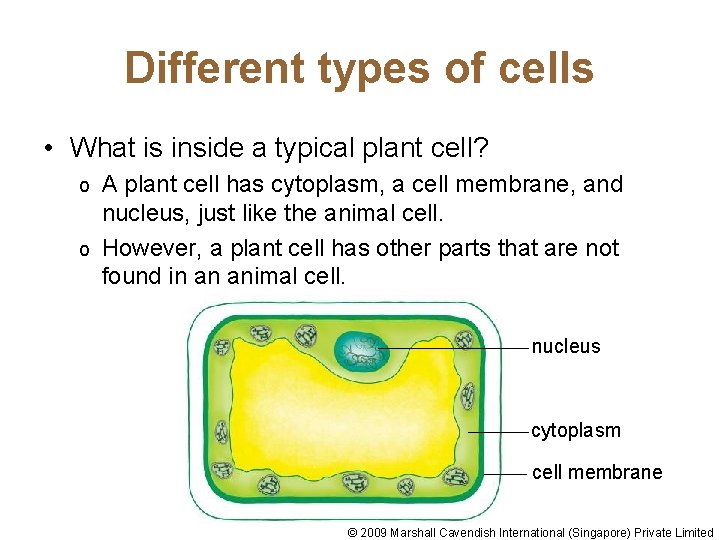 Different types of cells • What is inside a typical plant cell? A plant