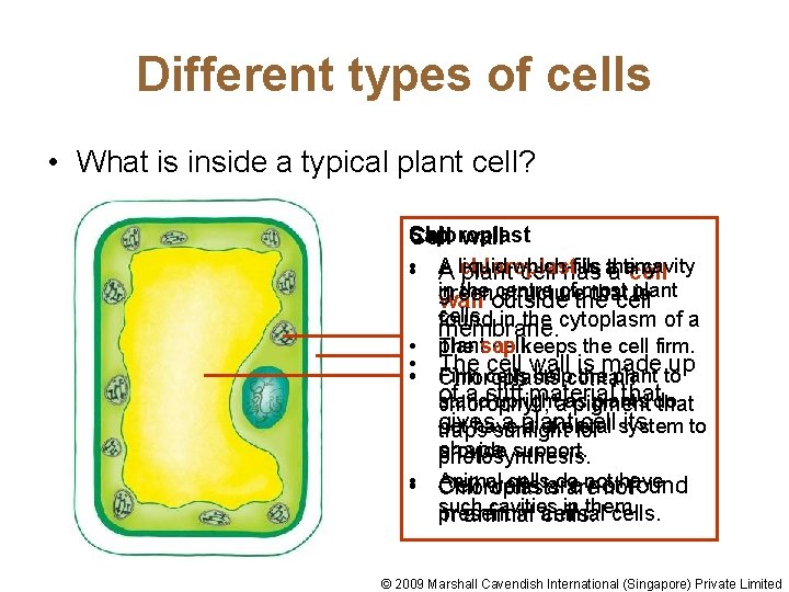 Different types of cells • What is inside a typical plant cell? Sap wall