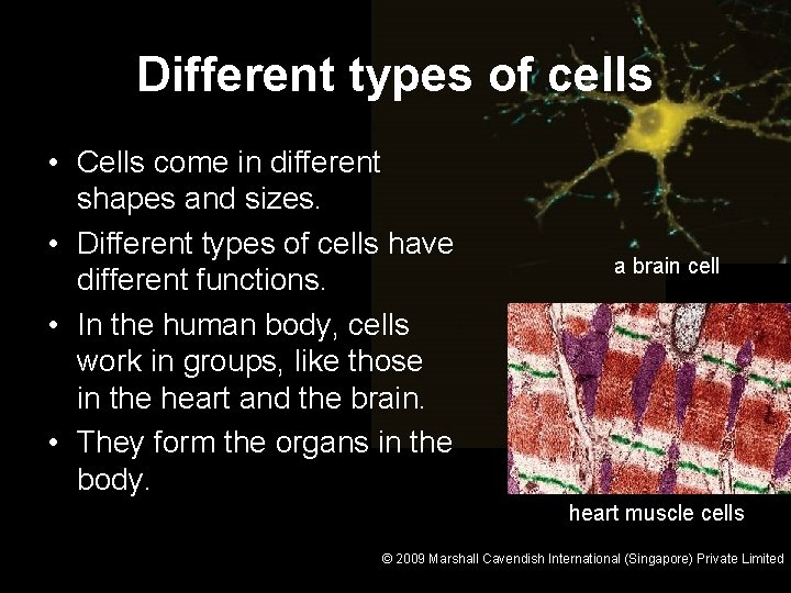 Different types of cells • Cells come in different shapes and sizes. • Different