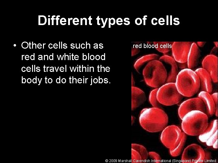 Different types of cells • Other cells such as red and white blood cells