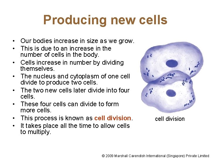 Producing new cells • Our bodies increase in size as we grow. • This