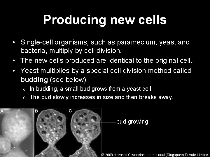 Producing new cells • Single-cell organisms, such as paramecium, yeast and bacteria, multiply by