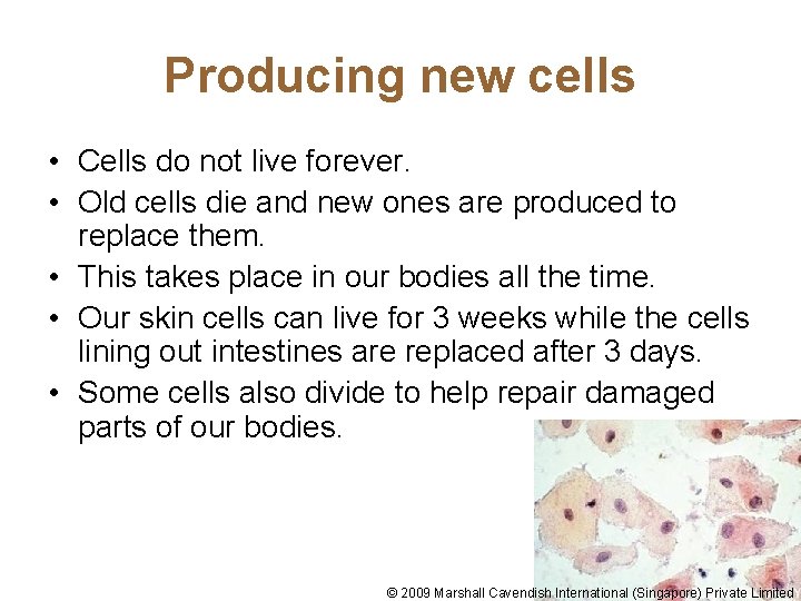 Producing new cells • Cells do not live forever. • Old cells die and