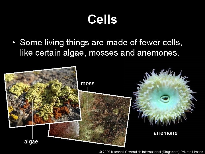 Cells • Some living things are made of fewer cells, like certain algae, mosses