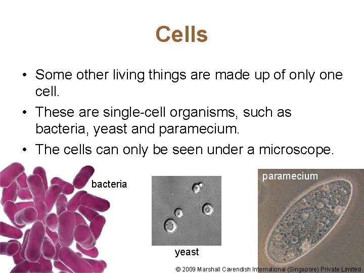 Cells • Some other living things are made up of only one cell. •