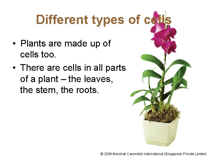 Different types of cells • Plants are made up of cells too. • There