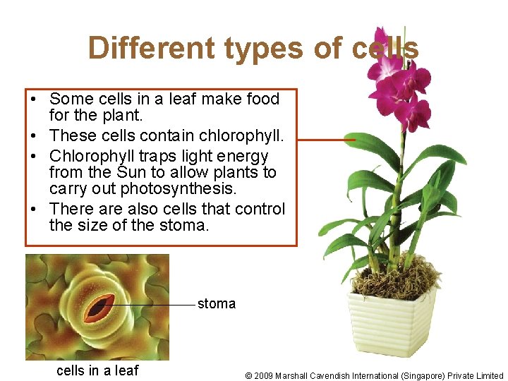 Different types of cells • Some cells in a leaf make food for the