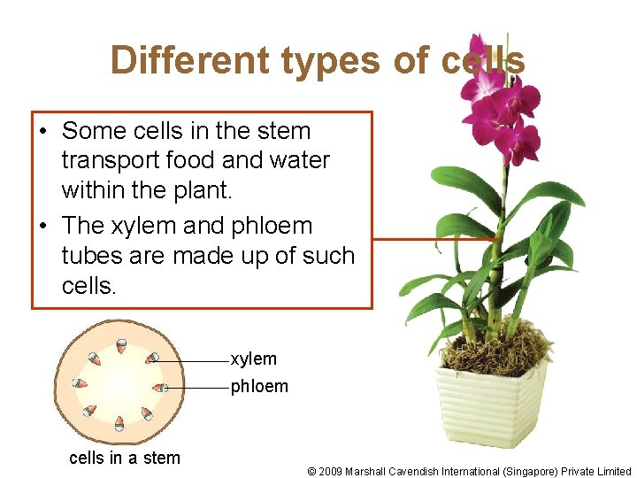 Different types of cells • Some cells in the stem transport food and water