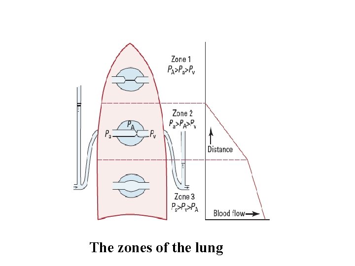 The zones of the lung 