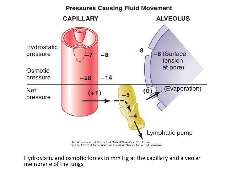 Hydrostatic and osmotic forces in mm Hg at the capillary and alveolar membrane of