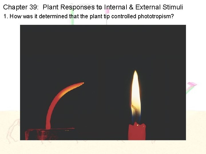 Chapter 39: Plant Responses to Internal & External Stimuli 1. How was it determined