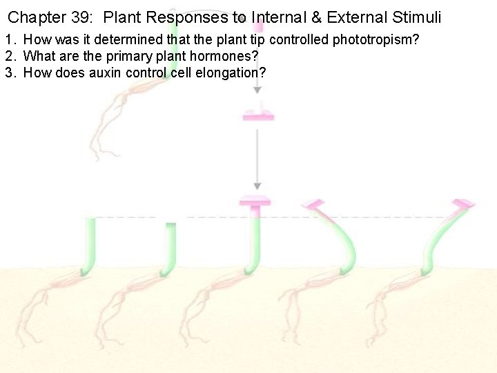 Chapter 39: Plant Responses to Internal & External Stimuli 1. How was it determined