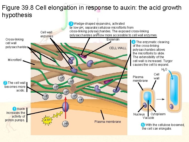 Figure 39. 8 Cell elongation in response to auxin: the acid growth hypothesis Cross-linking