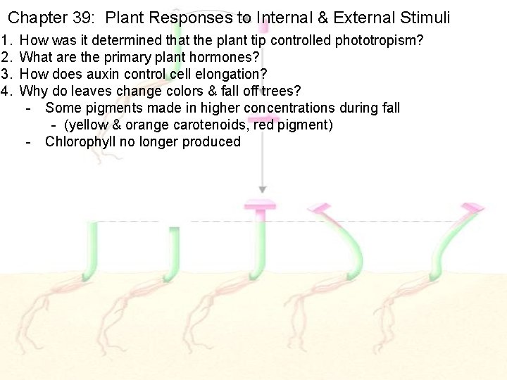 Chapter 39: Plant Responses to Internal & External Stimuli 1. 2. 3. 4. How