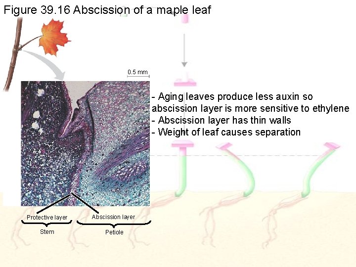 Figure 39. 16 Abscission of a maple leaf 0. 5 mm - Aging leaves