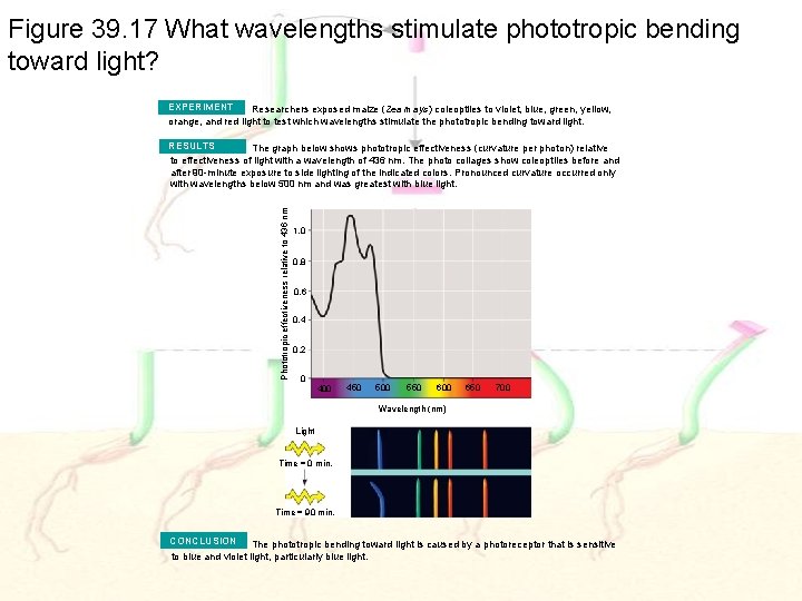 Figure 39. 17 What wavelengths stimulate phototropic bending toward light? EXPERIMENT Researchers exposed maize