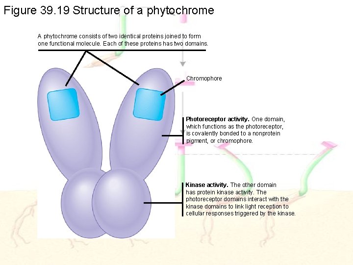 Figure 39. 19 Structure of a phytochrome A phytochrome consists of two identical proteins