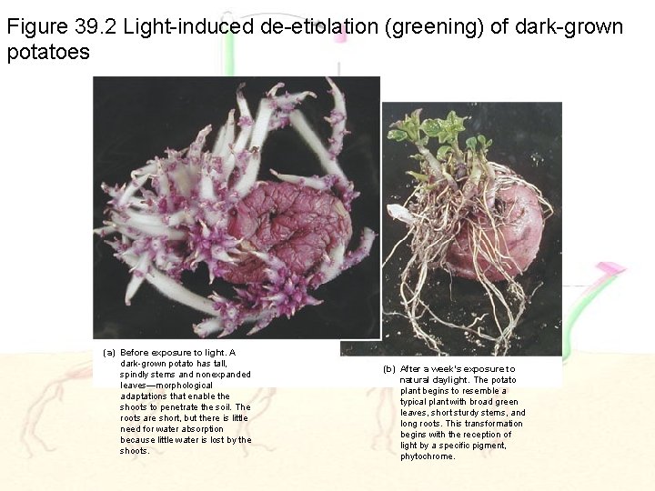 Figure 39. 2 Light-induced de-etiolation (greening) of dark-grown potatoes (a) Before exposure to light.