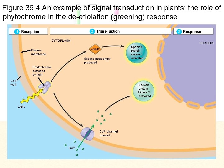 Figure 39. 4 An example of signal transduction in plants: the role of phytochrome