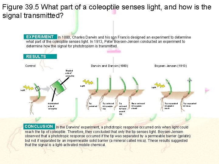 Figure 39. 5 What part of a coleoptile senses light, and how is the