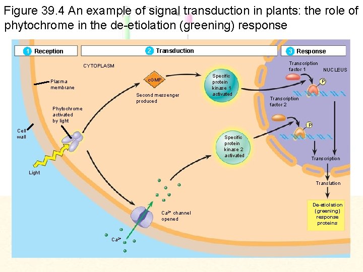 Figure 39. 4 An example of signal transduction in plants: the role of phytochrome