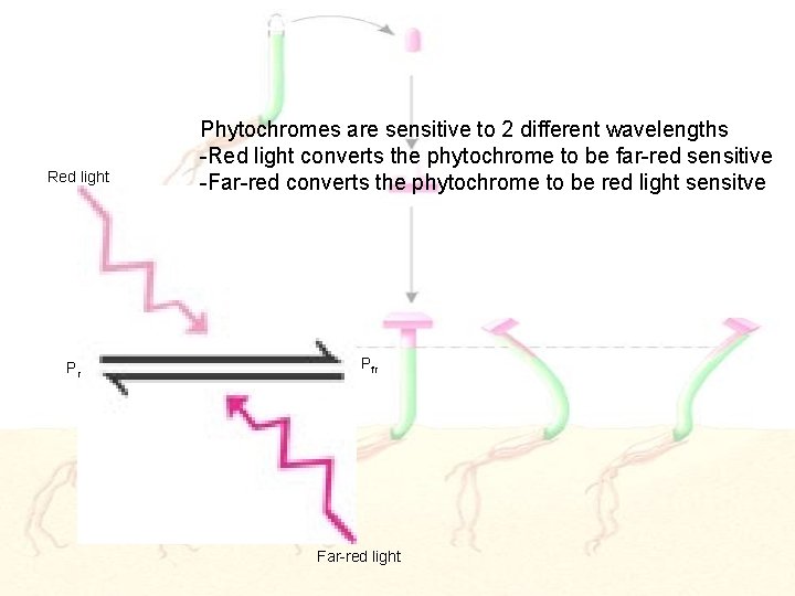 Red light Pr Phytochromes are sensitive to 2 different wavelengths -Red light converts the