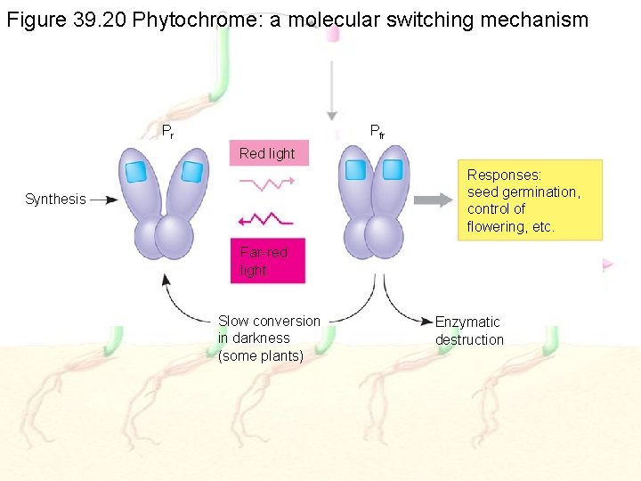 Figure 39. 20 Phytochrome: a molecular switching mechanism Pr Pfr Red light Responses: seed